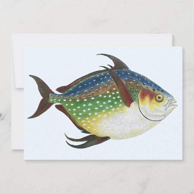Tropical Opah Fish, Vintage Marine Aquatic Animal (Front)