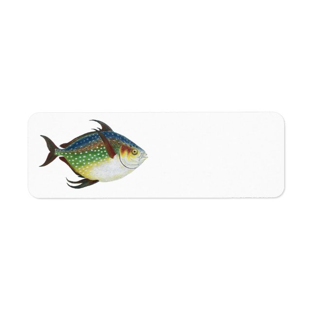 Tropical Opah Fish, Vintage Marine Aquatic Animal (Front)