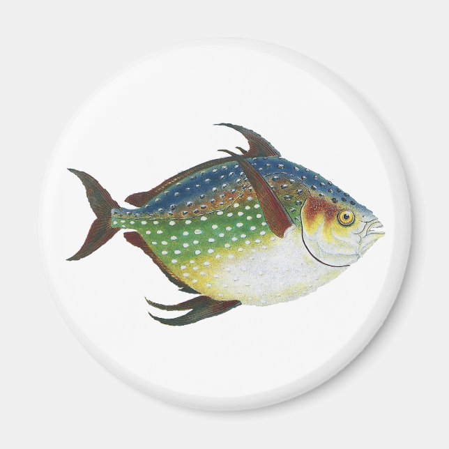 Tropical Opah Fish, Vintage Marine Aquatic Animal Magnet (Front)