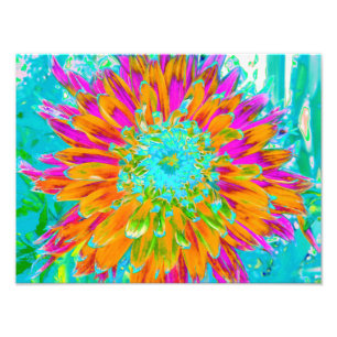 Tropical Orange and Hot Pink Decorative Dahlia Photo Print