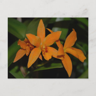 Tropical orange cattleya orchid flower postcard