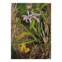 Tropical Orchid Botanical Art