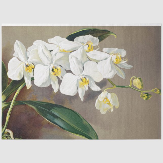 Tropical Orchid Flowers Floral Tissue Paper (Front)