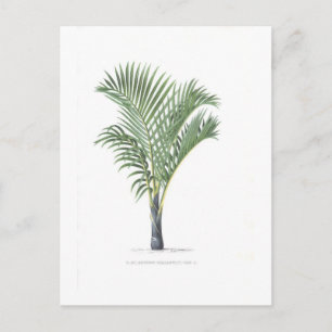 Tropical Palm collection - image 3 Postcard