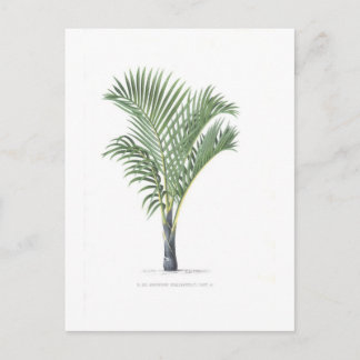 Tropical Palm collection - image 3 Postcard