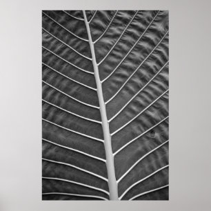 Tropical Palm Leaf Black and White Photograph Poster