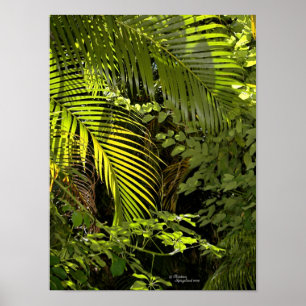 Tropical palm leaves & plants forest Poster