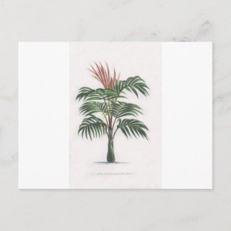 tropical palm tree collection - drawing V Postcard