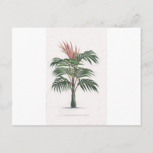 tropical palm tree collection - drawing V Postcard (Front)