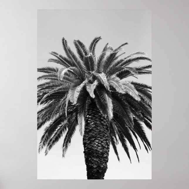 Tropical Palm Tree Poster,Print Poster (Front)