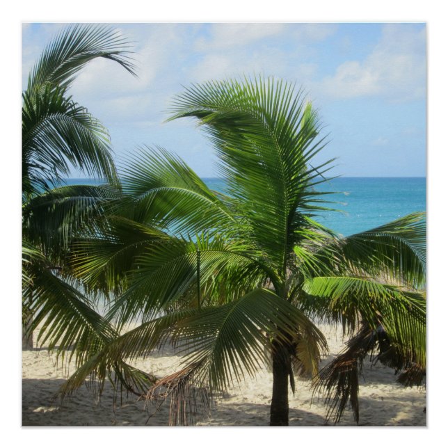 Tropical Palm Trees Poster (Front)