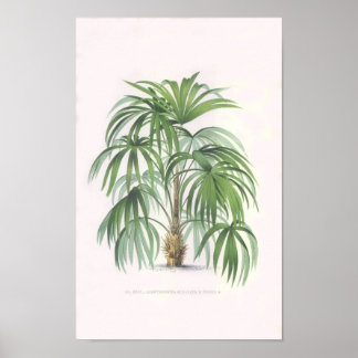 tropical palms, palm tree poster