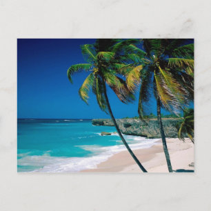 Tropical paradise palmtree beach postcard