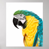 Tropical Parrot Bird