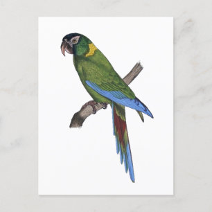Tropical Parrot Painting for Bird or Beach Lovers Postcard