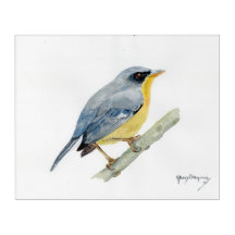 Tropical Parula (Parula pitiayumi) acrylic print