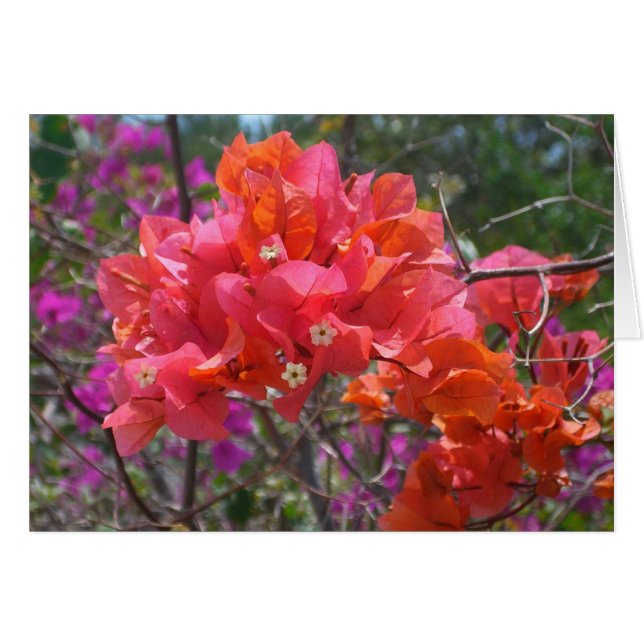 Tropical Pink Bougainvillea Island Floral (Front Horizontal)