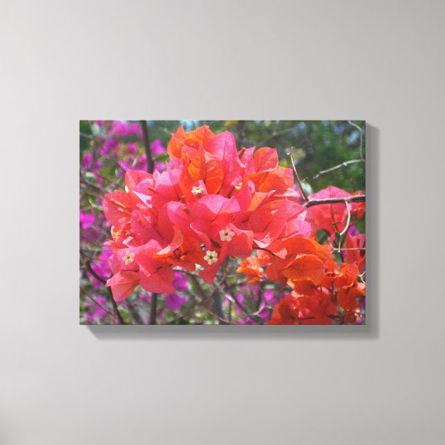 Tropical Pink Bougainvillea Island Floral Canvas Print (Front)