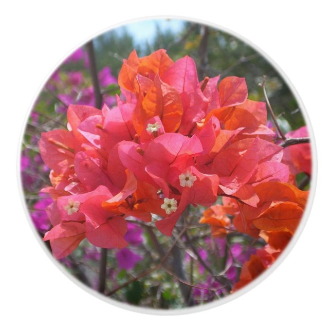 Tropical Pink Bougainvillea Island Floral Ceramic Knob (Front)