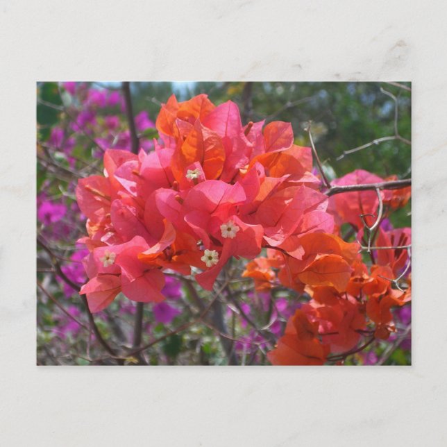 Tropical Pink Bougainvillea Island Floral Postcard (Front)