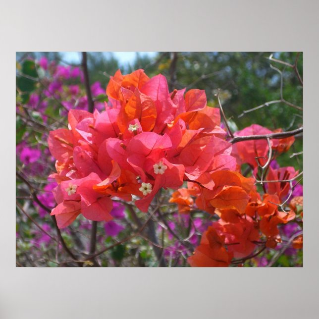 Tropical Pink Bougainvillea Island Floral Poster (Front)