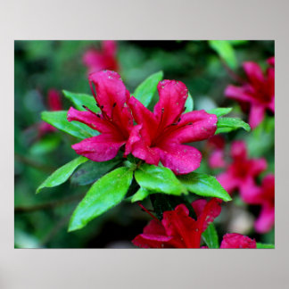 Tropical Pink Flowers Poster