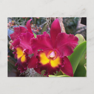 Tropical pink fuschia cattleya orchid flower postcard