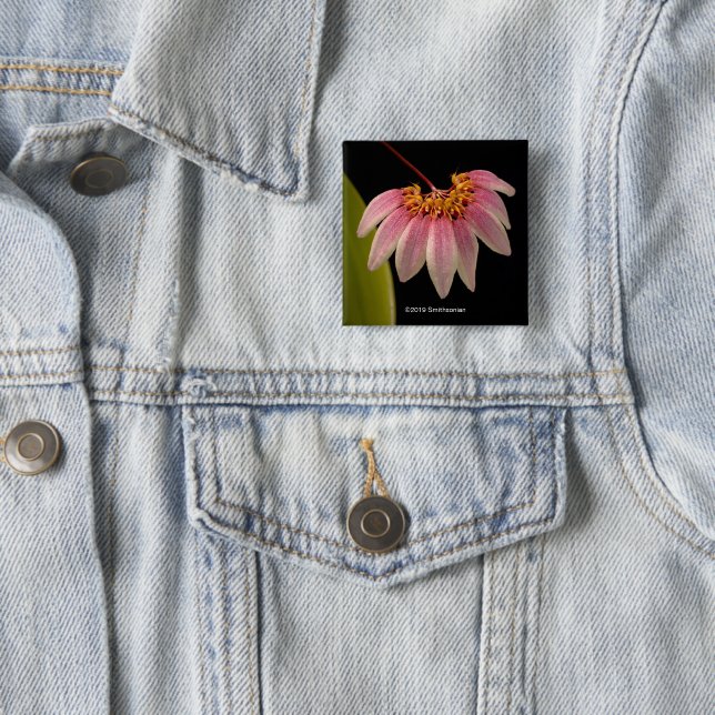 Tropical Pink Orchid 2 Inch Square Button (In Situ)