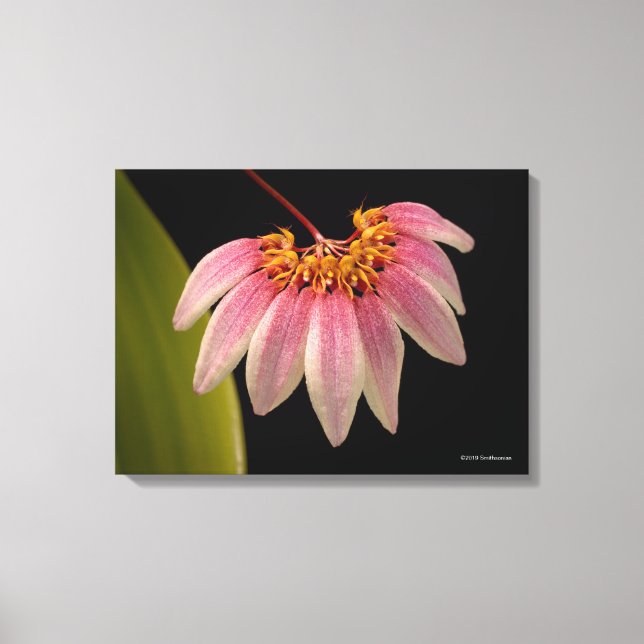 Tropical Pink Orchid Canvas Print (Front)