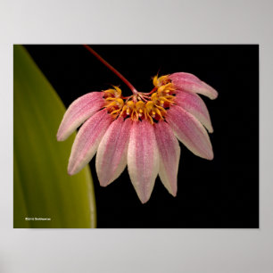 Tropical Pink Orchid Poster
