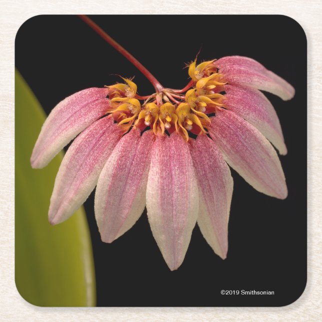 Tropical Pink Orchid Square Paper Coaster (Front)