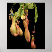 Tropical Pitcher Plant and Bluebottle