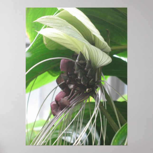 Tropical Plants Poster Prints (Front)