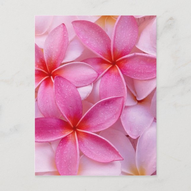 TROPICAL PLUMERIA FLOWERS POSTCARD (Front)