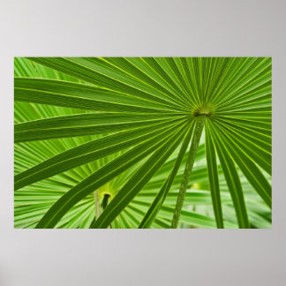Tropical Poster