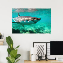 Tropical Predator: Great White Shark