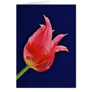 Tropical Punch Tulip