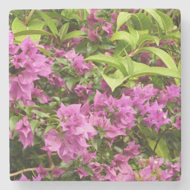Tropical Purple Bougainvillea Floral Stone Coaster (Front)