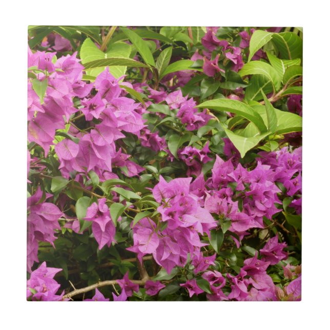 Tropical Purple Bougainvillea Floral Tile (Front)