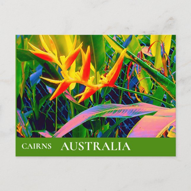 Tropical Queensland Australia vintage travel Postcard (Front)