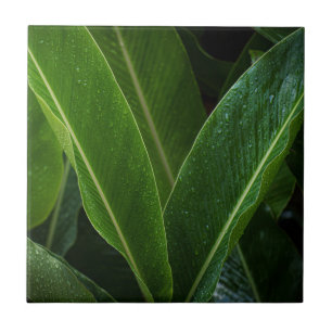 Tropical Rainforest Leaves Tile