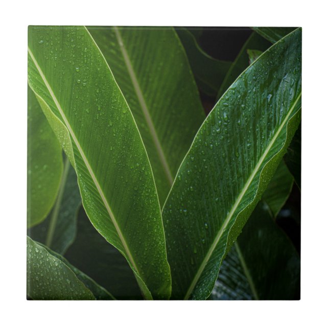 Tropical Rainforest Leaves Tile (Front)