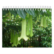 Tropical Rainforest Plants
