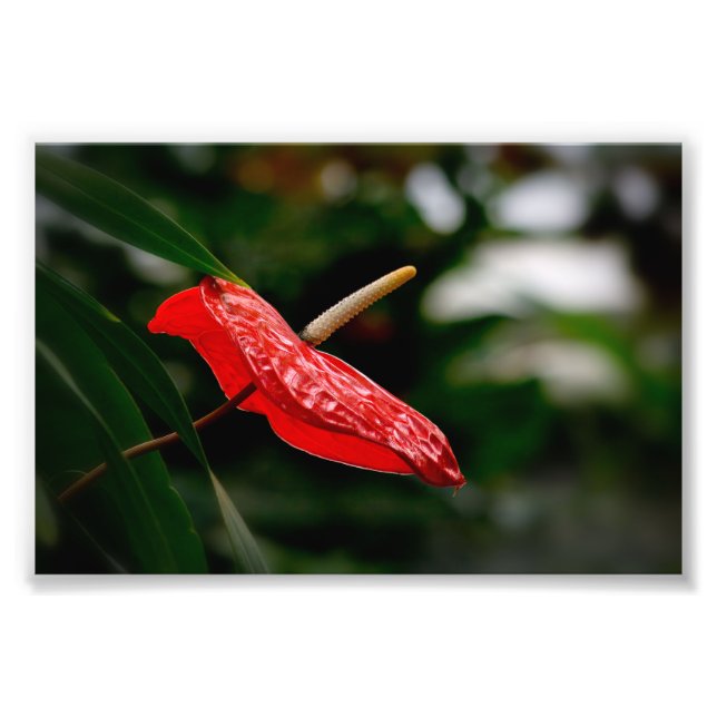 Tropical Red Anthurium Laceleaf Tailflower Photo Print (Front)