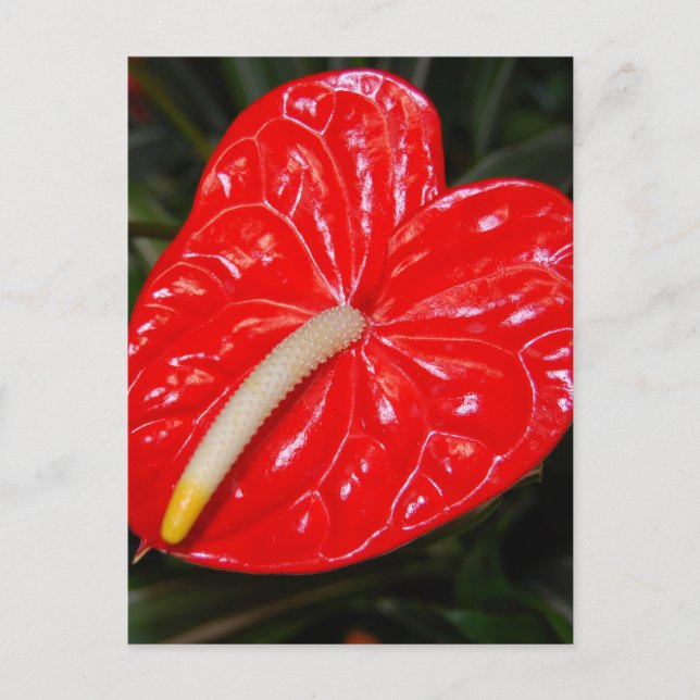 Tropical Red Flower Postcard (Front)