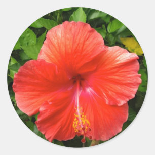 Tropical Red Hibiscus Bonita Springs Florida Classic Round Sticker