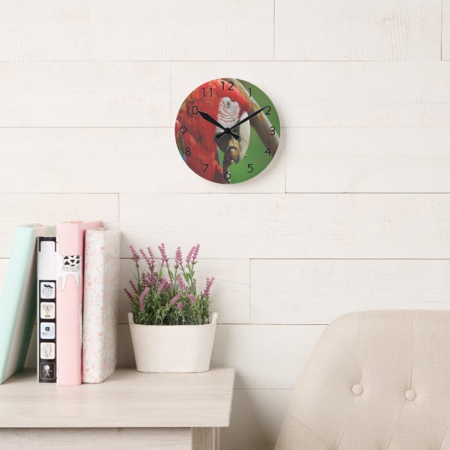 Tropical Red Parrot Round Clock (Reading Room)