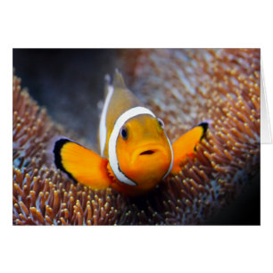Tropical reef fish - Clownfish