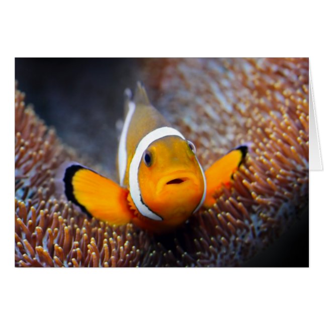Tropical reef fish - Clownfish (Front Horizontal)