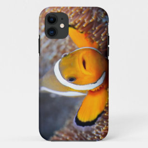 Tropical reef fish - Clownfish iPhone 11 Case
